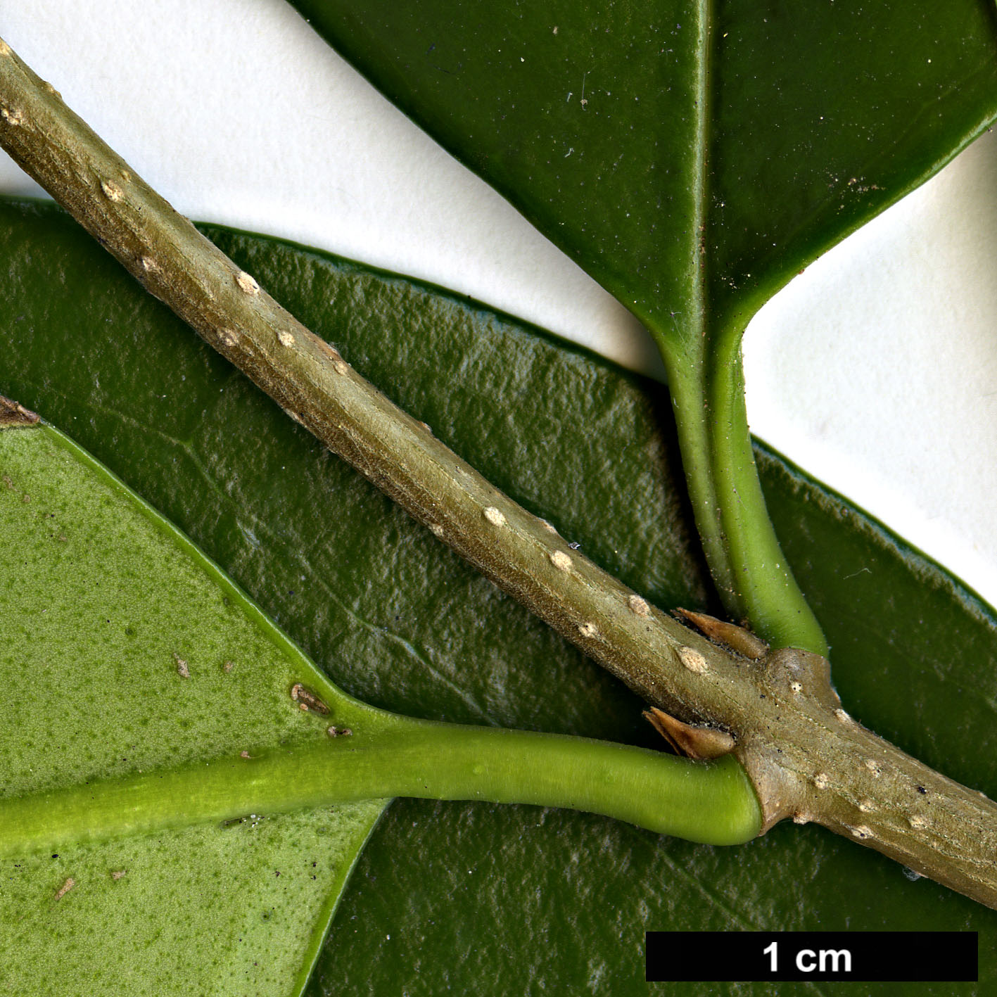 High resolution image: Family: Oleaceae - Genus: Ligustrum - Taxon: japonicum